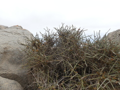 Ephedra breana