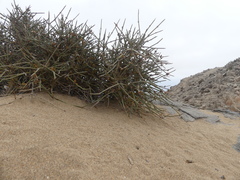 Ephedra breana