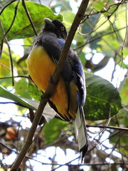 Trogon citreolus