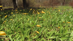Tulipa sylvestris biebersteiniana