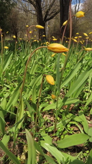 Tulipa sylvestris biebersteiniana