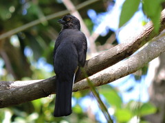 Trogon citreolus