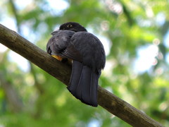 Trogon citreolus