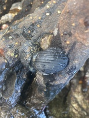 Nerita tessellata