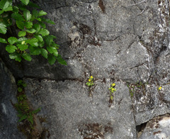 Erythranthe norrisii