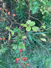 Rosa multiflora