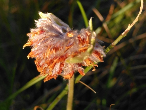 Anthyllis montana (Anthyllis montana)