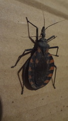 Triatoma longipennis