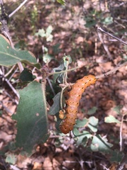 Anisota oslari