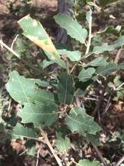 Anisota oslari