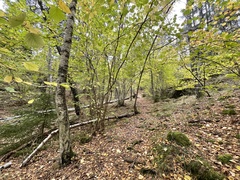 Corylus avellana