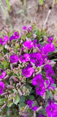 Polygala transvaalensis