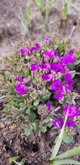 Polygala transvaalensis