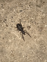 Arachnida