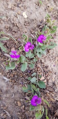 Polygala transvaalensis