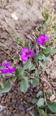 Polygala transvaalensis