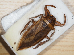 Lethocerus cordofanus