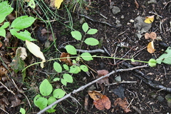Lilium distichum