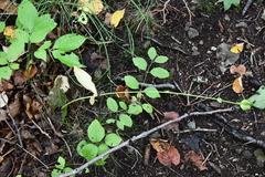 Lilium distichum