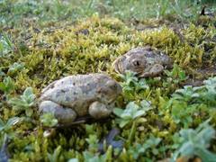 Pelobates fuscus insubricus