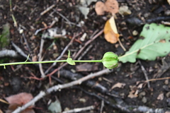 Lilium distichum