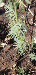 Indigofera zeyheri