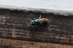 Chrysis angustula