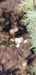 Indigofera zeyheri