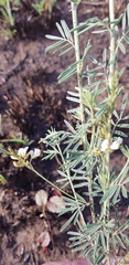 Indigofera zeyheri