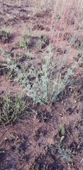 Indigofera zeyheri