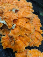 Laetiporus sulphureus