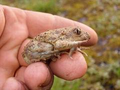 Pelobates fuscus insubricus
