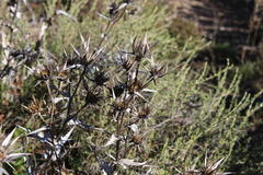 Berkheya carlinifolia