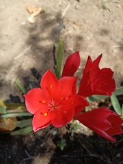 Hippeastrum striatum