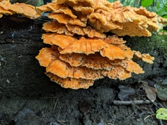 Laetiporus sulphureus