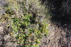 Berkheya carlinifolia