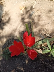 Hippeastrum striatum