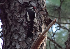 Dendrocopos major canariensis