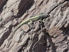 Microlophus atacamensis