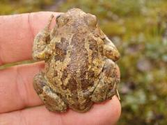 Pelobates fuscus insubricus