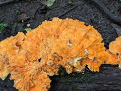 Laetiporus sulphureus