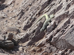 Microlophus atacamensis