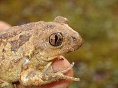 Pelobates fuscus insubricus