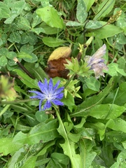 Cichorium intybus