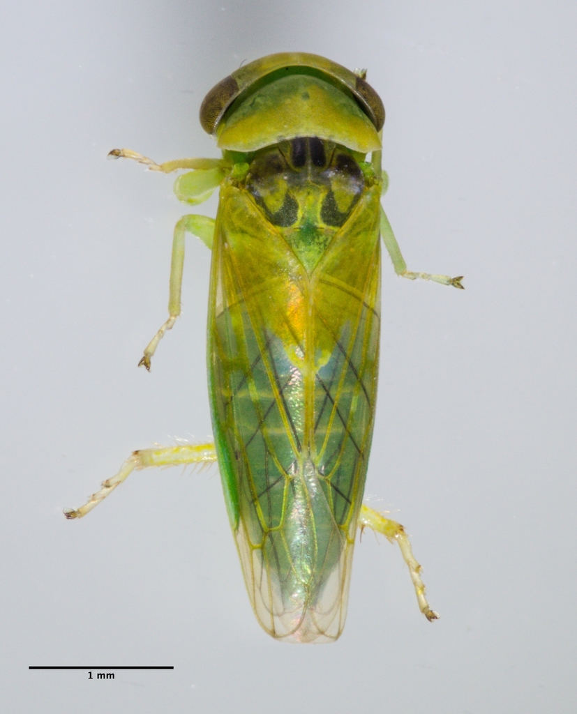 Idiocerus nervatus