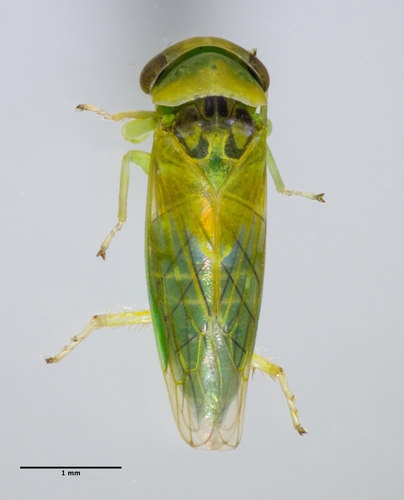 Idiocerus nervatus