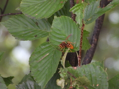 Dolichovespula media