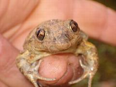Pelobates fuscus insubricus