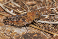 Calliptamus barbarus