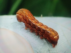 Lepidoptera